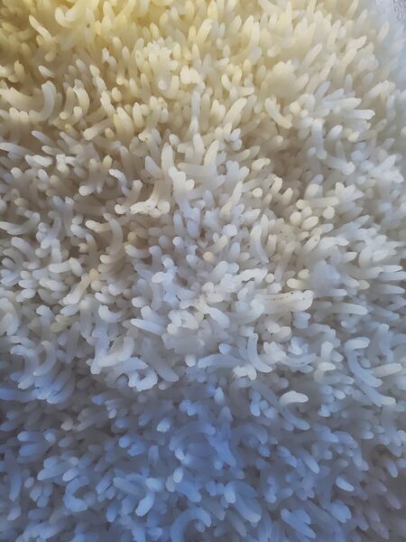 File:Rice 20230105 121722.jpg
