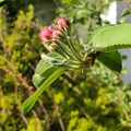 Apple flowers (17 May 2024) @ 6:16 p.m.