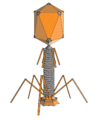 Physics experiment generates four-dimensional bacteriophages, launches Transdimensional corporation.