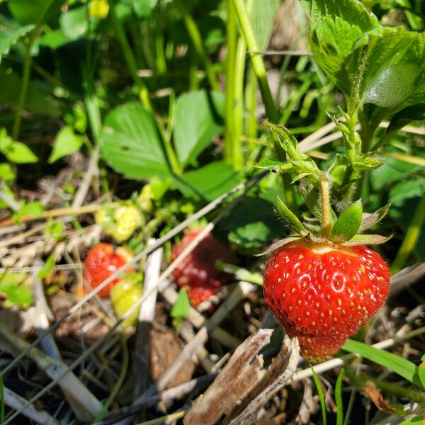 File:Strawberries 20220622 171131.jpg