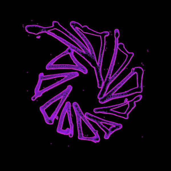 File:Violet Spiral 3.jpg
