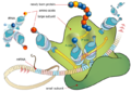 Ribosome produces proteins in effort to neutralize catch phrase.