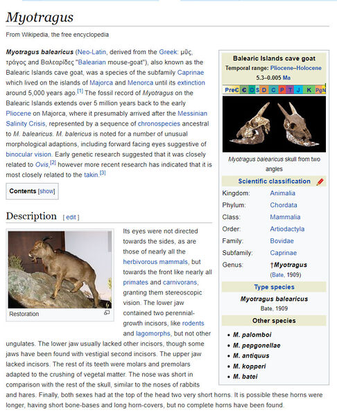 File:Myotragus (Wikipedia).jpg