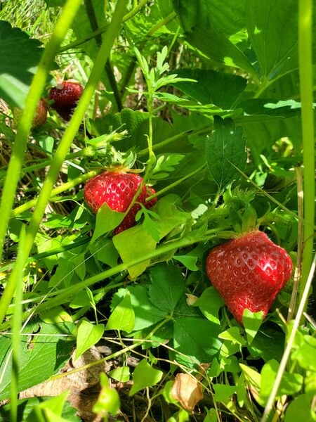 File:Strawberries 20220630 165410.jpg