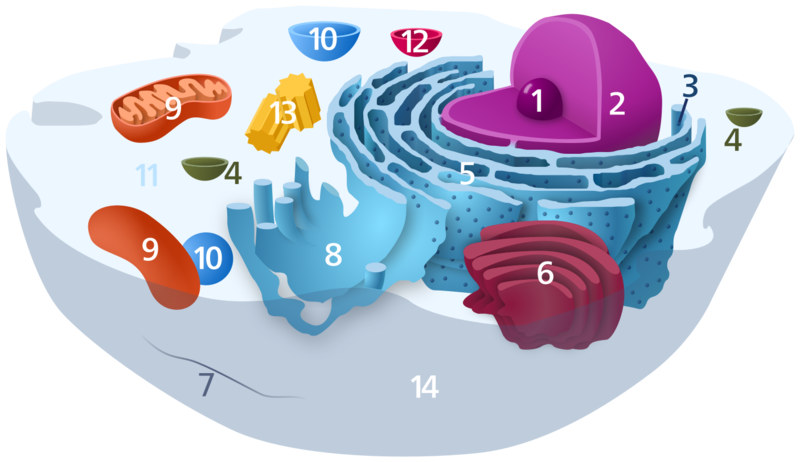 File:Animal cell diagram.svg