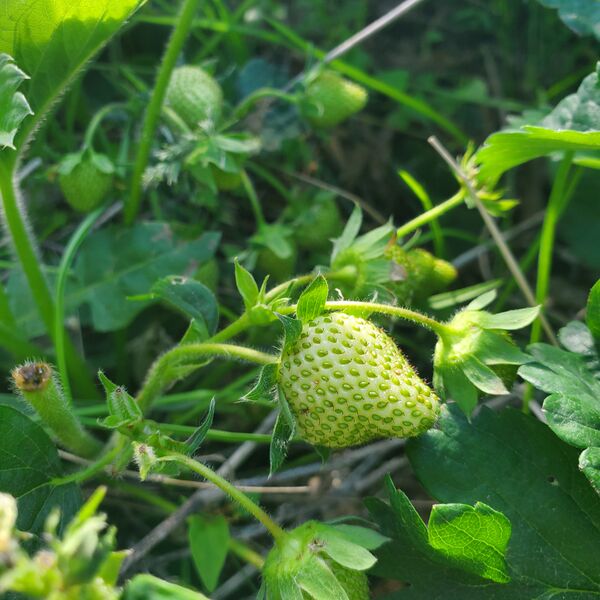 File:Strawberries 20220617 084321.jpg
