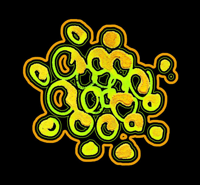 File:Cowries 2.jpg