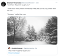 I once asked trees if they feel pain during winter, from the cold.