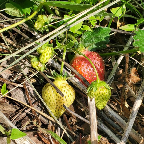 File:Strawberries 20220620 164727.jpg