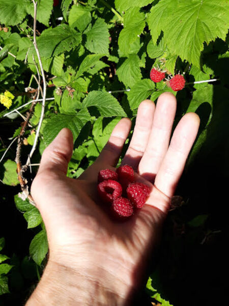 File:Ely Raspberries 4.jpg