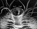 Supervillain Neptune Slaughter manifests as gigantic ice worm, drinks up several million gallons of arctic seawater.