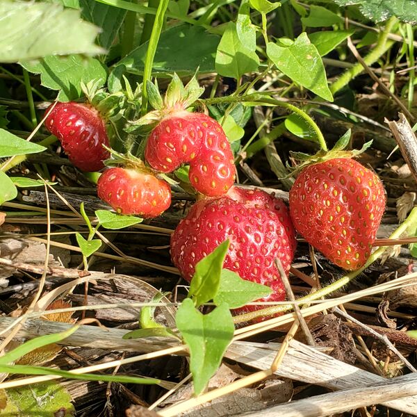 File:Strawberries 20220626 184133.jpg